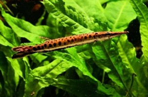 Needle fish spotted — 17